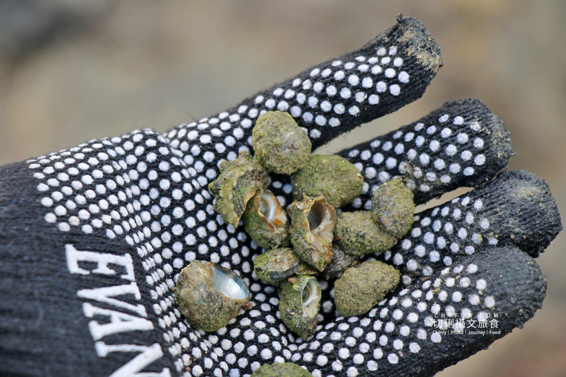 澎湖|柵網抓魚體驗趣深入澎湖傳統漁法,來去潮間帶踏浪追魚摸貝 - 第17張圖 澎湖|柵網抓魚體驗趣深入澎湖傳統漁法,來去潮間帶踏浪追魚摸貝