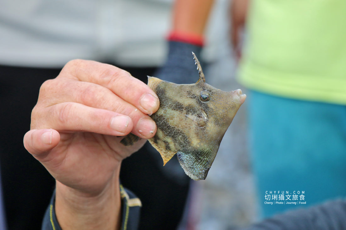 澎湖|柵網抓魚體驗趣深入澎湖傳統漁法,來去潮間帶踏浪追魚摸貝 - 第20張圖 澎湖|柵網抓魚體驗趣深入澎湖傳統漁法,來去潮間帶踏浪追魚摸貝