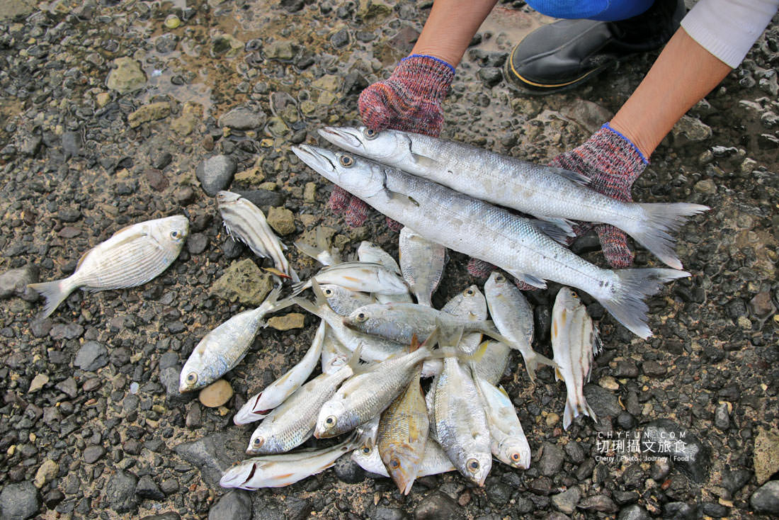 澎湖|柵網抓魚體驗趣深入澎湖傳統漁法,來去潮間帶踏浪追魚摸貝 - 第21張圖 澎湖|柵網抓魚體驗趣深入澎湖傳統漁法,來去潮間帶踏浪追魚摸貝