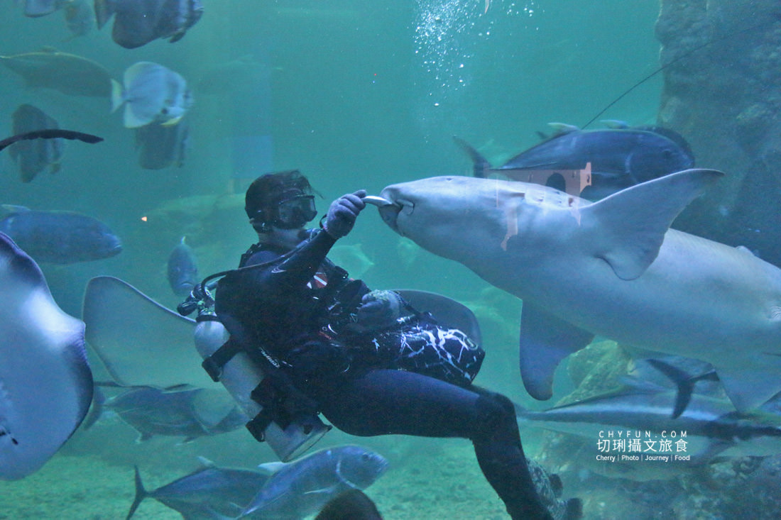澎湖|冬遊澎湖好處不少,不玩水迎風嬉遊景點大啖美食 - 第42張圖 澎湖|冬遊澎湖好處不少,不玩水迎風嬉遊景點大啖美食