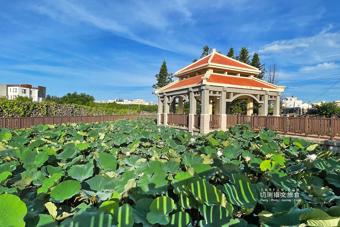 澎湖｜湖西百年蓮花池佔地廣生態多樣，每當夏日花正開葉正高