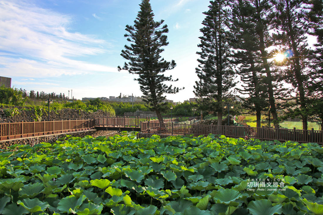 澎湖｜湖西百年蓮花池佔地廣生態多樣，每當夏日花正開葉正高