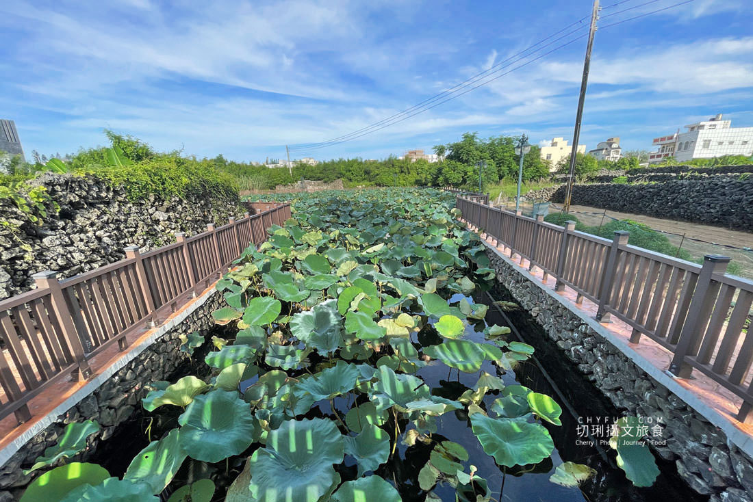 澎湖｜湖西百年蓮花池佔地廣生態多樣，每當夏日花正開葉正高