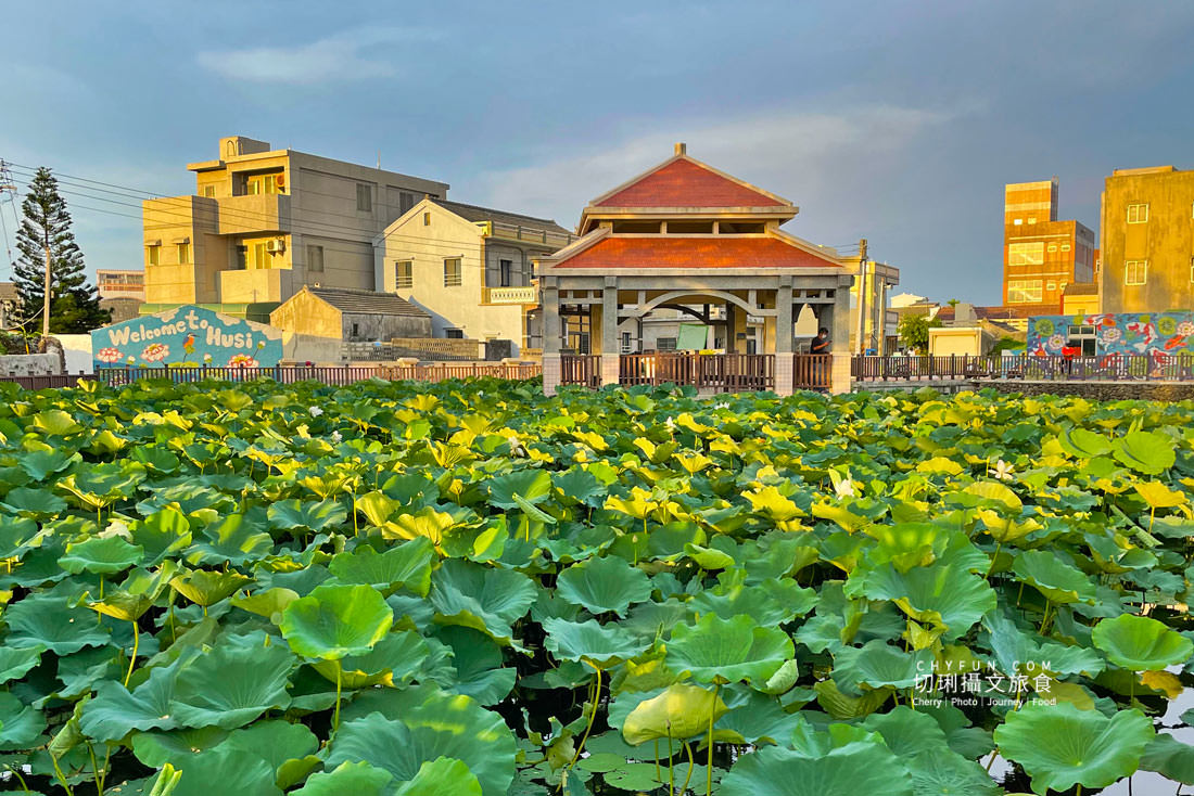 澎湖｜湖西百年蓮花池佔地廣生態多樣，每當夏日花正開葉正高