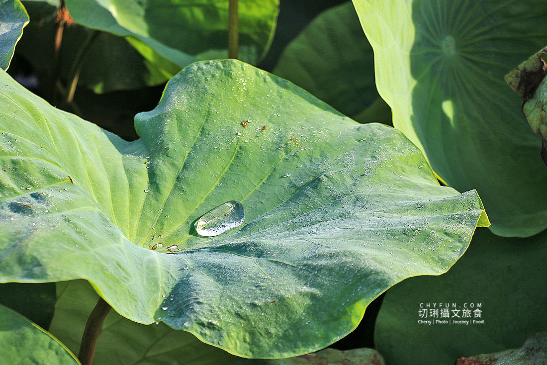 澎湖｜湖西百年蓮花池佔地廣生態多樣，每當夏日花正開葉正高