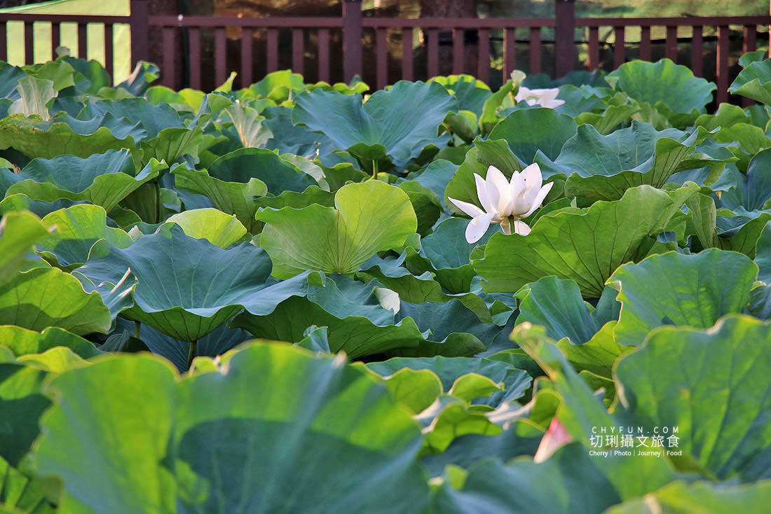 澎湖｜湖西百年蓮花池佔地廣生態多樣，每當夏日花正開葉正高