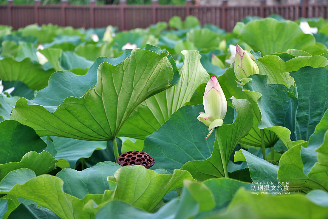 澎湖｜湖西百年蓮花池佔地廣生態多樣，每當夏日花正開葉正高