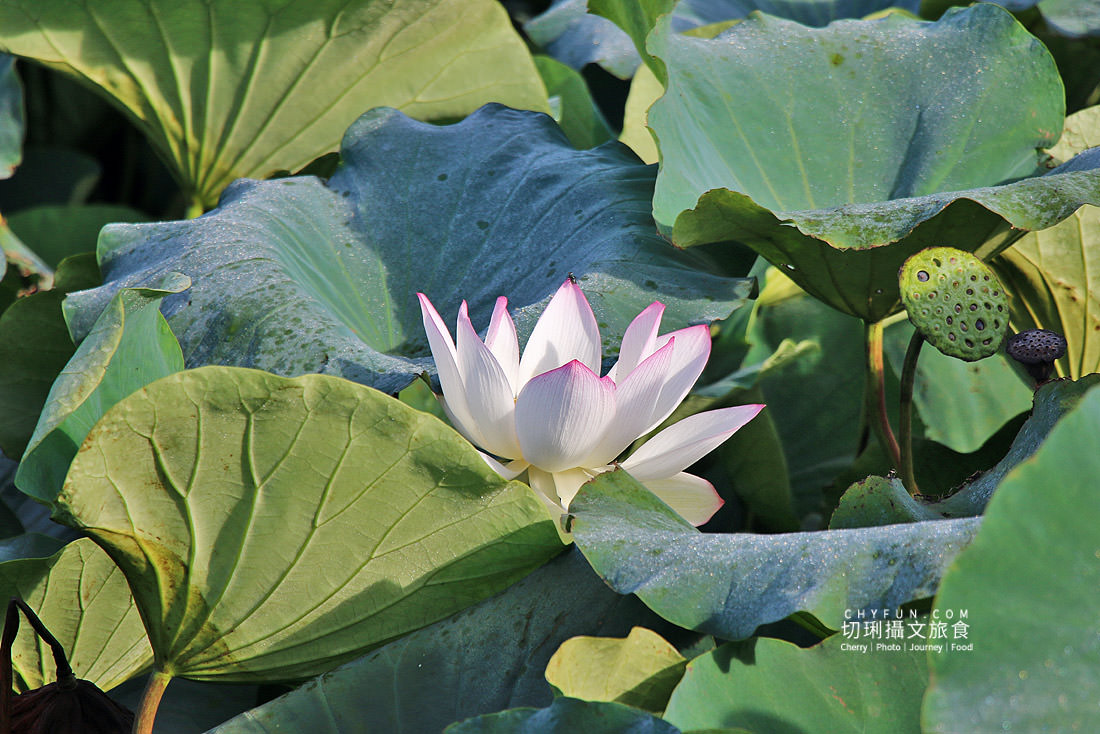 澎湖｜湖西百年蓮花池佔地廣生態多樣，每當夏日花正開葉正高