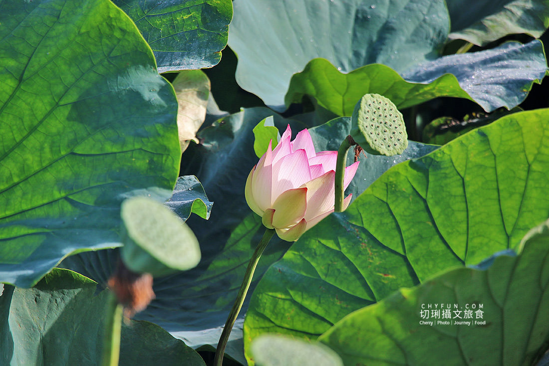 澎湖｜湖西百年蓮花池佔地廣生態多樣，每當夏日花正開葉正高