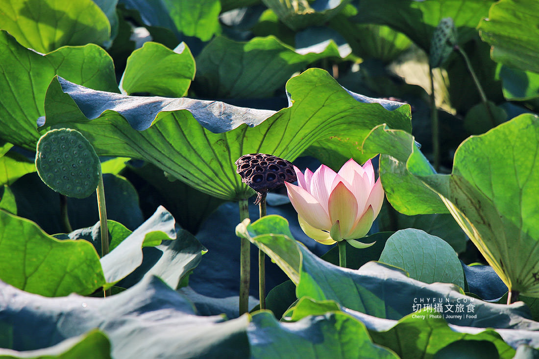 澎湖｜湖西百年蓮花池佔地廣生態多樣，每當夏日花正開葉正高