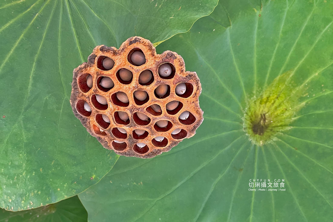 澎湖｜湖西百年蓮花池佔地廣生態多樣，每當夏日花正開葉正高