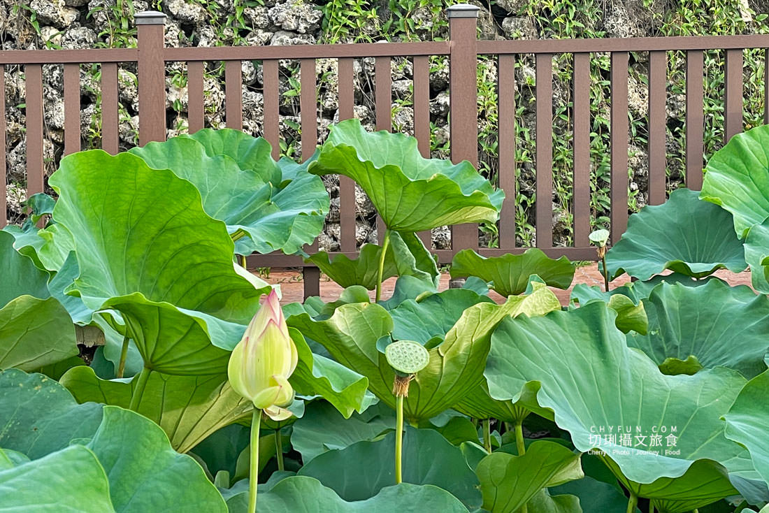 澎湖｜湖西百年蓮花池佔地廣生態多樣，每當夏日花正開葉正高