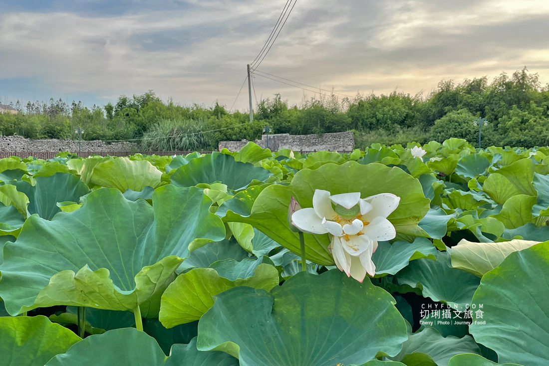 澎湖｜湖西百年蓮花池佔地廣生態多樣，每當夏日花正開葉正高