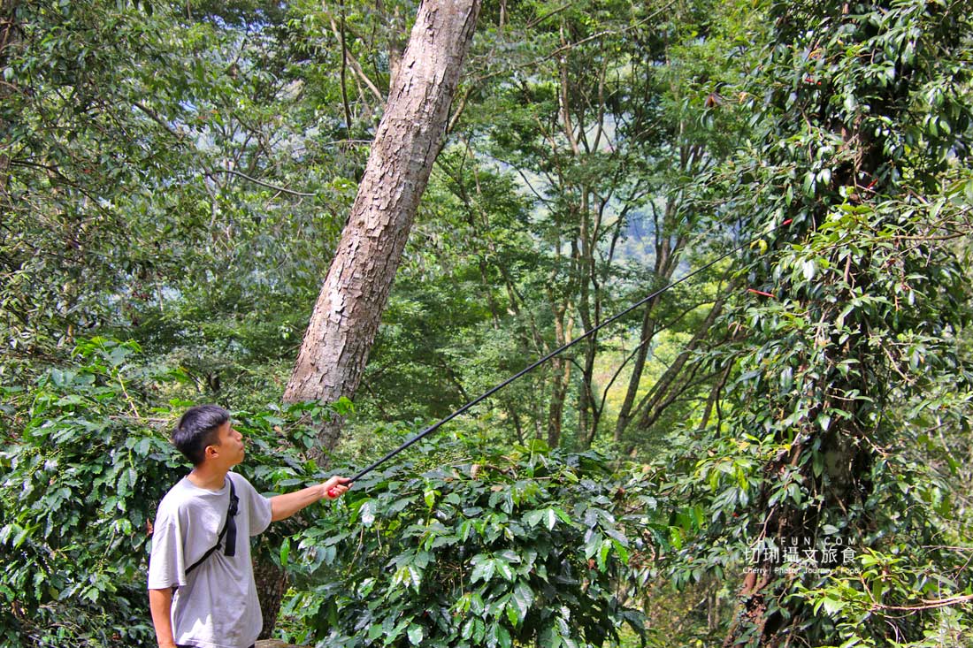 嘉義|阿里山特富野二日遊跟著在地人步伐,走訪挪唷吒原野巨木森林導覽聚落文化 - 第8張圖 嘉義|阿里山特富野二日遊跟著在地人步伐,走訪挪唷吒原野巨木森林導覽聚落文化
