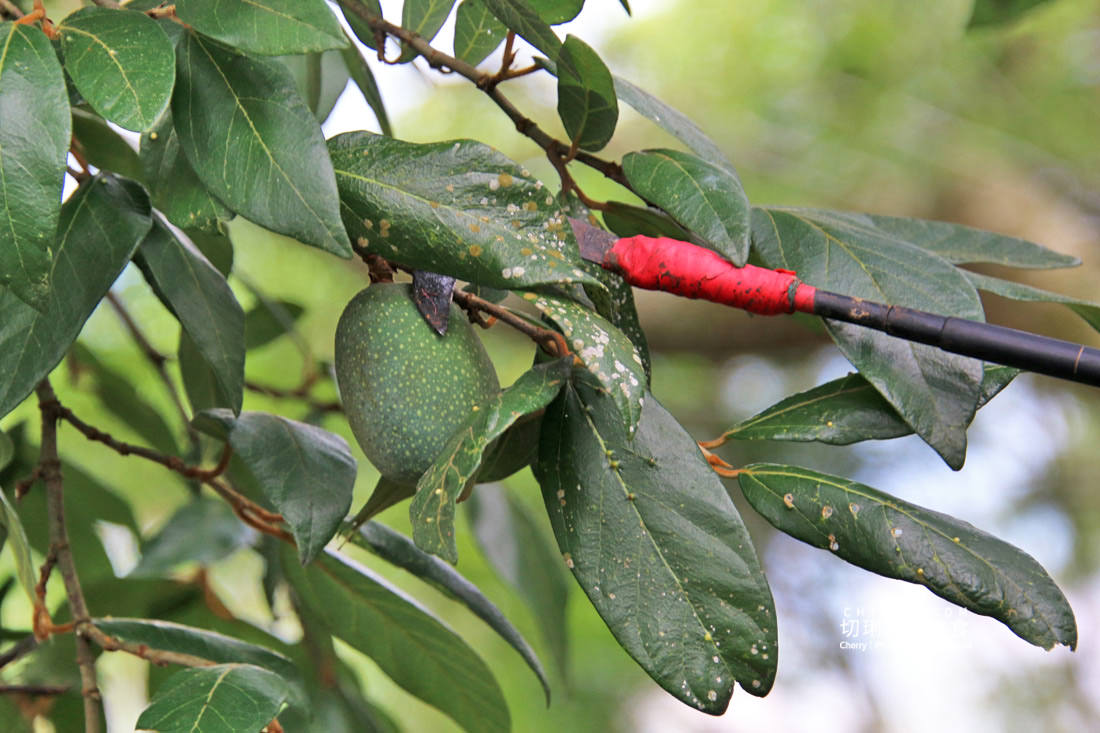 嘉義|阿里山特富野二日遊跟著在地人步伐,走訪挪唷吒原野巨木森林導覽聚落文化 - 第9張圖 嘉義|阿里山特富野二日遊跟著在地人步伐,走訪挪唷吒原野巨木森林導覽聚落文化