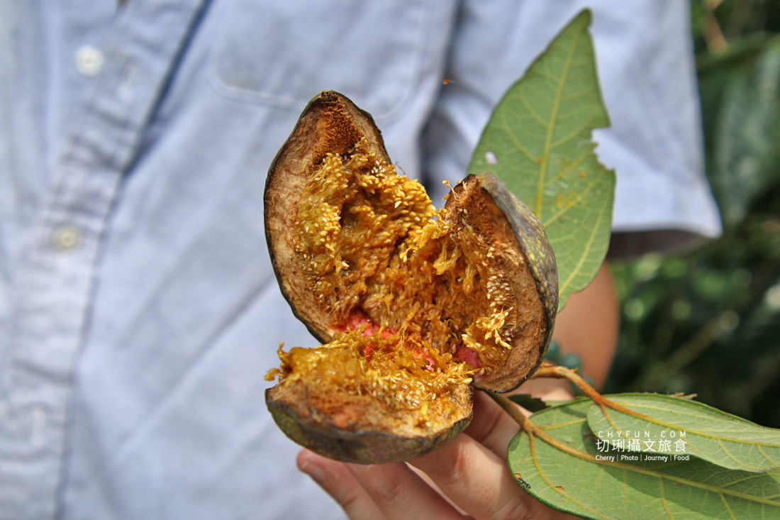 嘉義|阿里山特富野二日遊跟著在地人步伐,走訪挪唷吒原野巨木森林導覽聚落文化 - 第11張圖 嘉義|阿里山特富野二日遊跟著在地人步伐,走訪挪唷吒原野巨木森林導覽聚落文化
