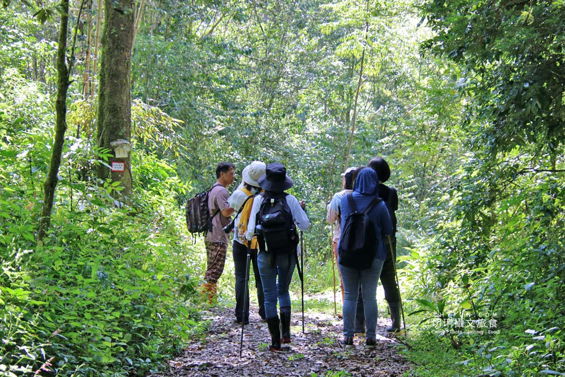嘉義|阿里山特富野二日遊跟著在地人步伐,走訪挪唷吒原野巨木森林導覽聚落文化 - 第43張圖 嘉義|阿里山特富野二日遊跟著在地人步伐,走訪挪唷吒原野巨木森林導覽聚落文化