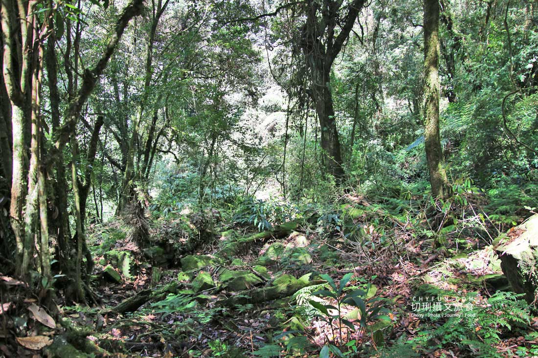 嘉義|阿里山特富野二日遊跟著在地人步伐,走訪挪唷吒原野巨木森林導覽聚落文化 - 第44張圖 嘉義|阿里山特富野二日遊跟著在地人步伐,走訪挪唷吒原野巨木森林導覽聚落文化