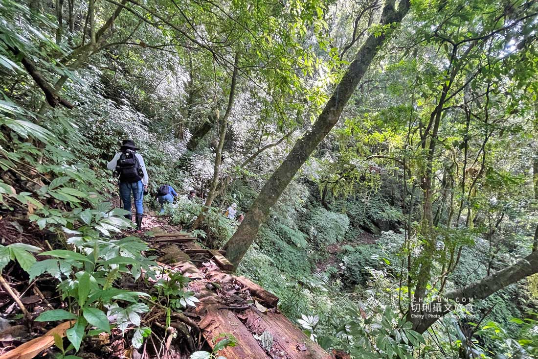嘉義|阿里山特富野二日遊跟著在地人步伐,走訪挪唷吒原野巨木森林導覽聚落文化 - 第45張圖 嘉義|阿里山特富野二日遊跟著在地人步伐,走訪挪唷吒原野巨木森林導覽聚落文化