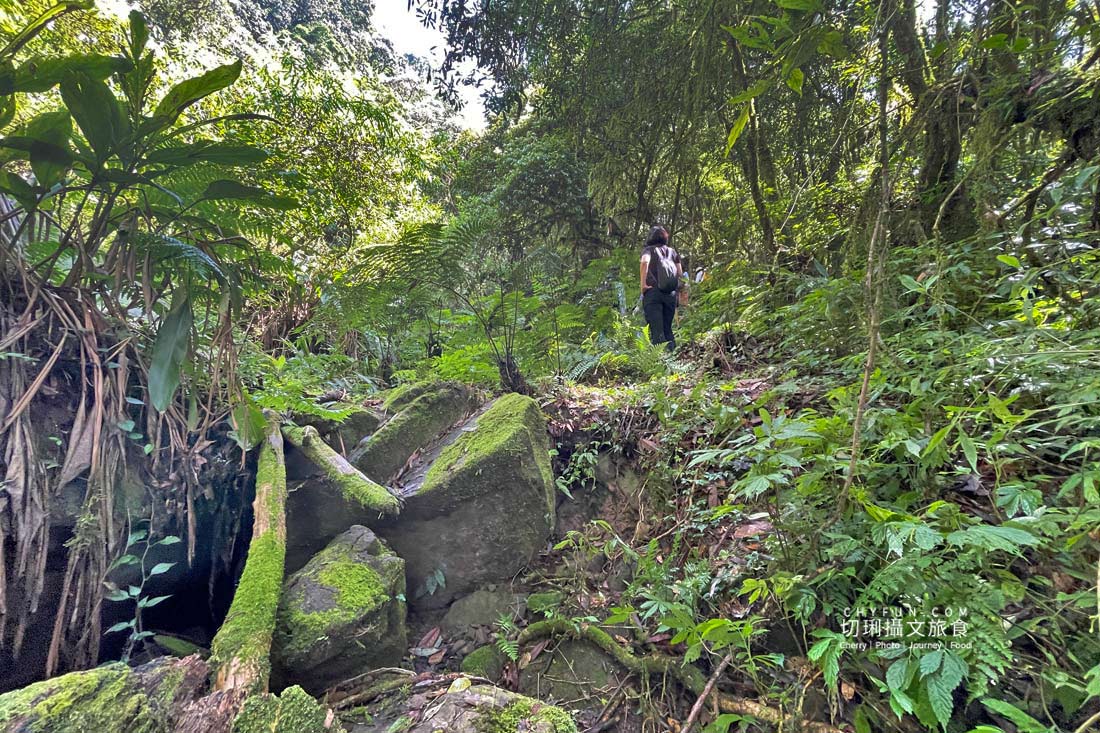嘉義|阿里山特富野二日遊跟著在地人步伐,走訪挪唷吒原野巨木森林導覽聚落文化 - 第46張圖 嘉義|阿里山特富野二日遊跟著在地人步伐,走訪挪唷吒原野巨木森林導覽聚落文化