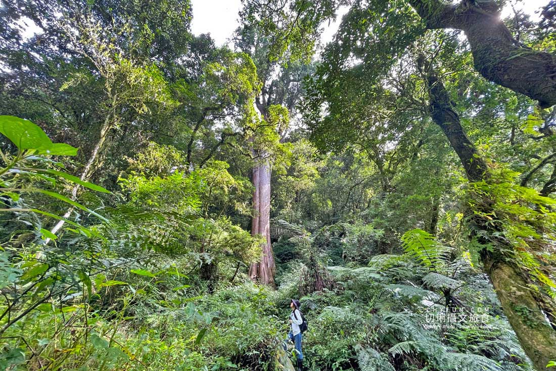 嘉義|阿里山特富野二日遊跟著在地人步伐,走訪挪唷吒原野巨木森林導覽聚落文化 - 第52張圖 嘉義|阿里山特富野二日遊跟著在地人步伐,走訪挪唷吒原野巨木森林導覽聚落文化