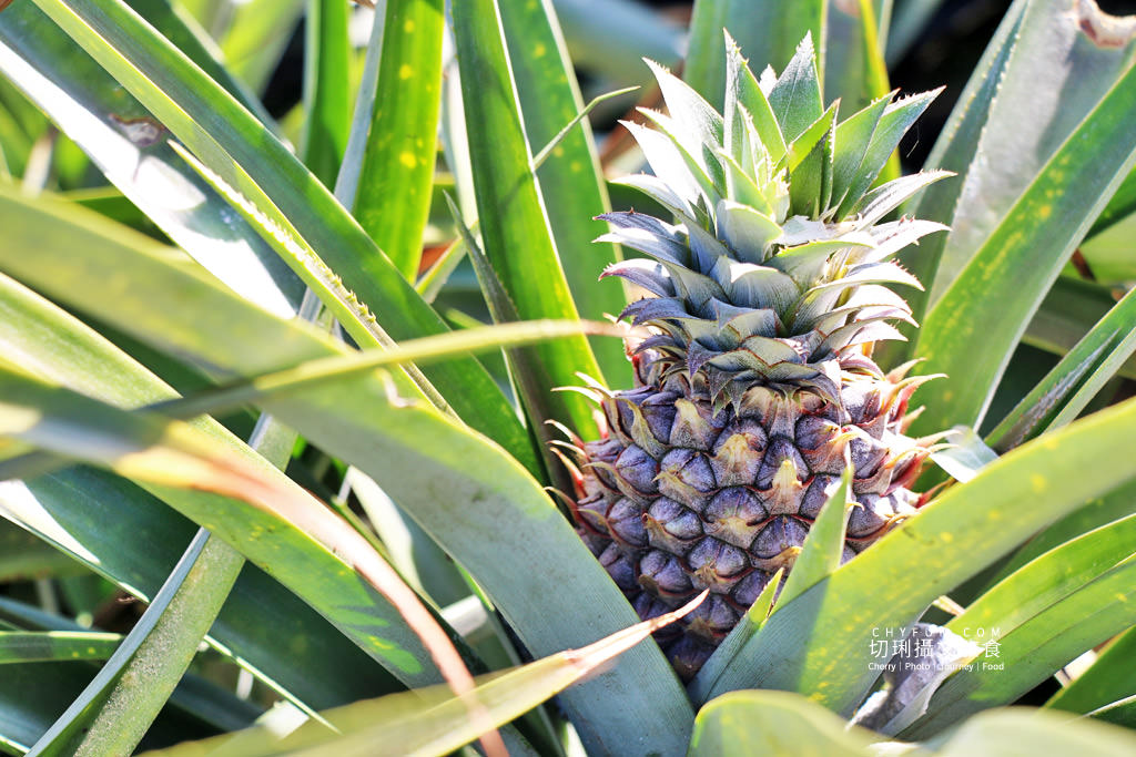 南投｜玩不一樣的農村部落二日遊，發掘與體驗多樣化的在地故事