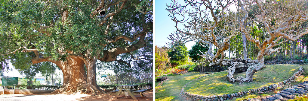 南投｜玩不一樣的農村部落二日遊，發掘與體驗多樣化的在地故事