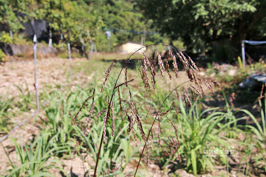 高雄｜茂林萬山部落遺世獨處的歐布諾伙，初領略體驗萬山龍頭山環流丘與岩雕之美
