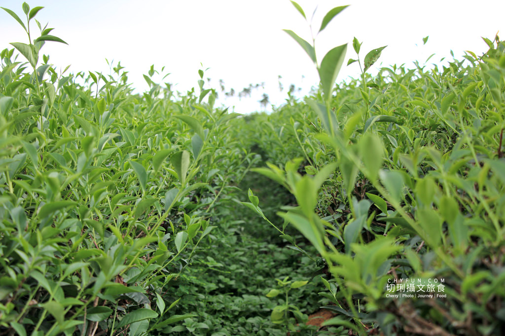 農村旅遊｜走進八卦山一日遊，遊賞彰化花現幸福＋南投茶藝品香搭配安心遊、振興券、農遊券走兩路線