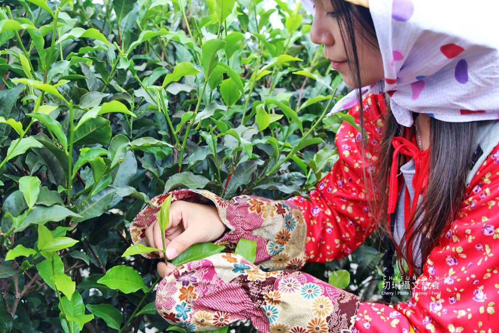 農村旅遊｜走進八卦山一日遊，遊賞彰化花現幸福＋南投茶藝品香搭配安心遊、振興券、農遊券走兩路線
