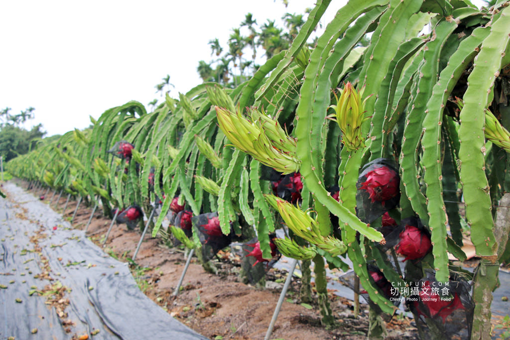 農村旅遊｜走進八卦山一日遊，遊賞彰化花現幸福＋南投茶藝品香搭配安心遊、振興券、農遊券走兩路線