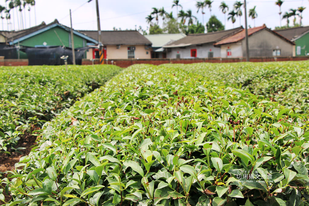 農村旅遊｜走進八卦山一日遊，遊賞彰化花現幸福＋南投茶藝品香搭配安心遊、振興券、農遊券走兩路線