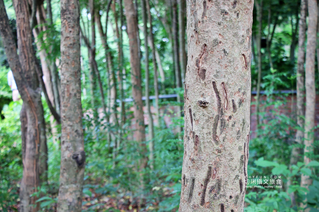 農村旅遊｜走進八卦山一日遊，遊賞彰化花現幸福＋南投茶藝品香搭配安心遊、振興券、農遊券走兩路線