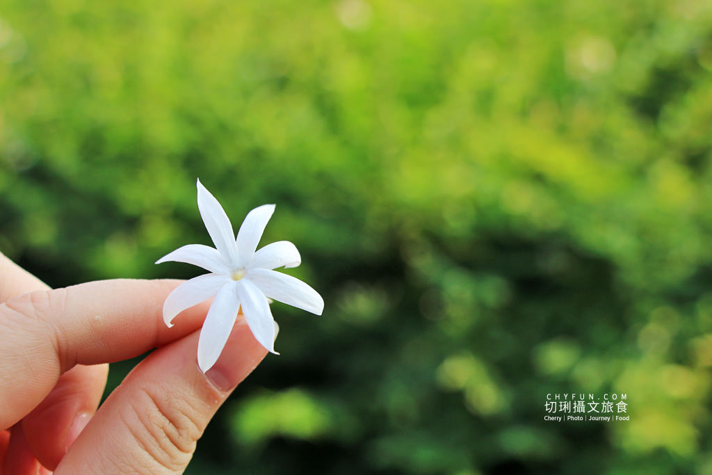農村旅遊｜走進八卦山一日遊，遊賞彰化花現幸福＋南投茶藝品香搭配安心遊、振興券、農遊券走兩路線