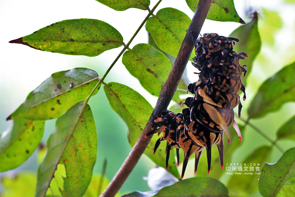 阿里山台18線二日遊－築夢森居02