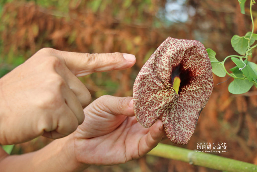 阿里山台18線二日遊－築夢森居05