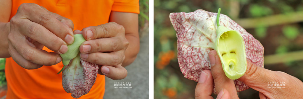 阿里山台18線二日遊－築夢森居06