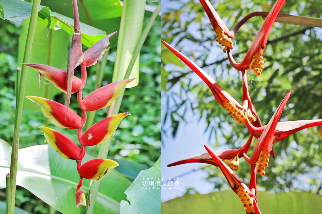 阿里山山美部落達娜伊谷06