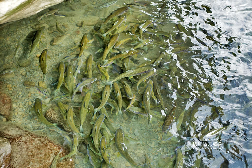 阿里山山美部落達娜伊谷20