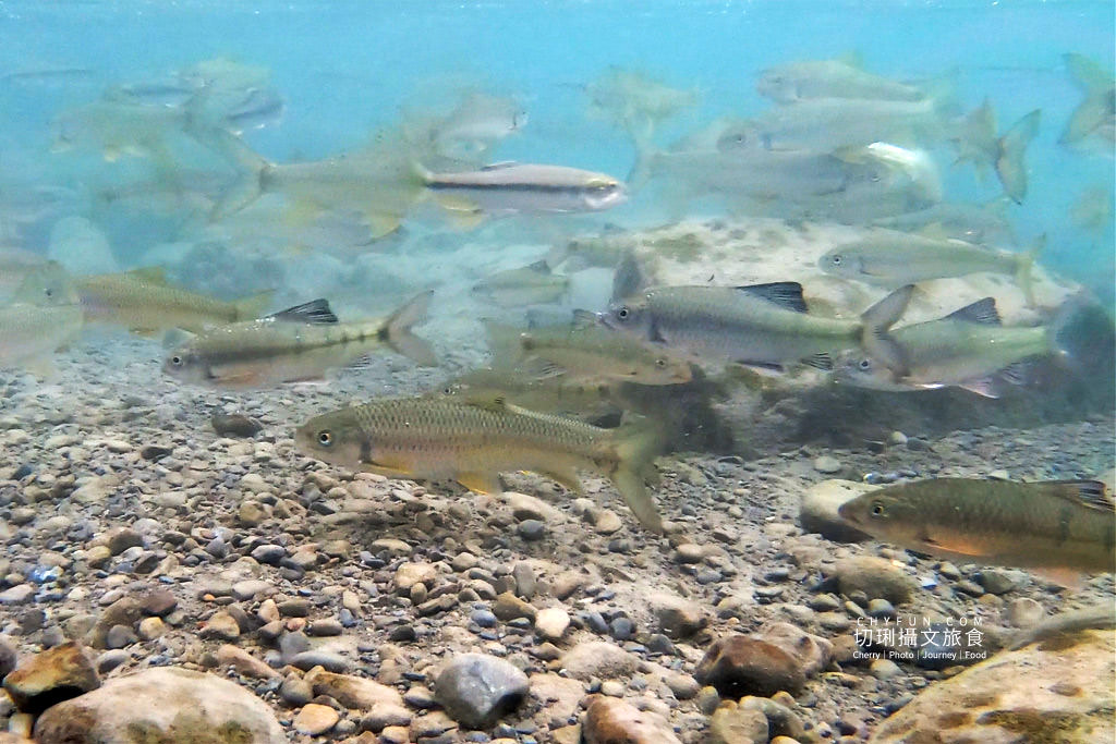 阿里山山美部落達娜伊谷21