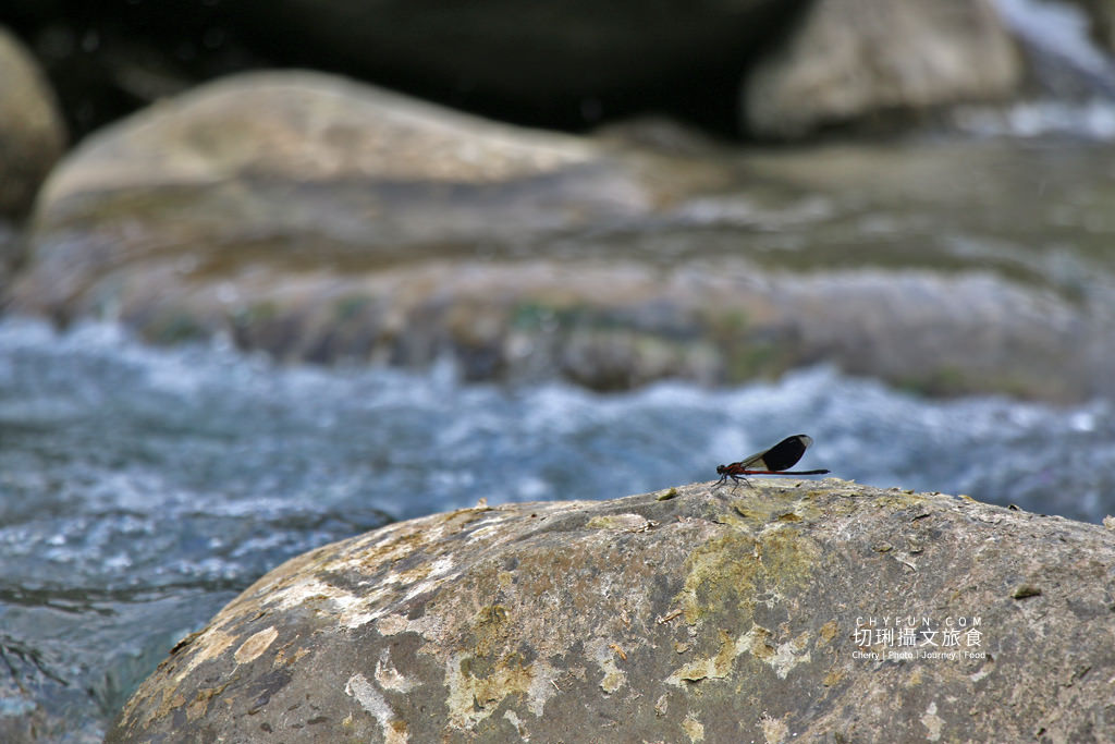 阿里山山美部落達娜伊谷28