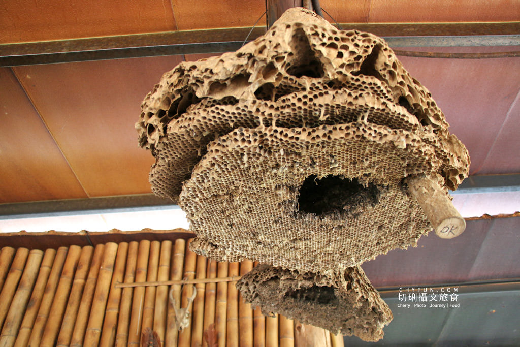 阿里山新美部落野餐那麼古謠17