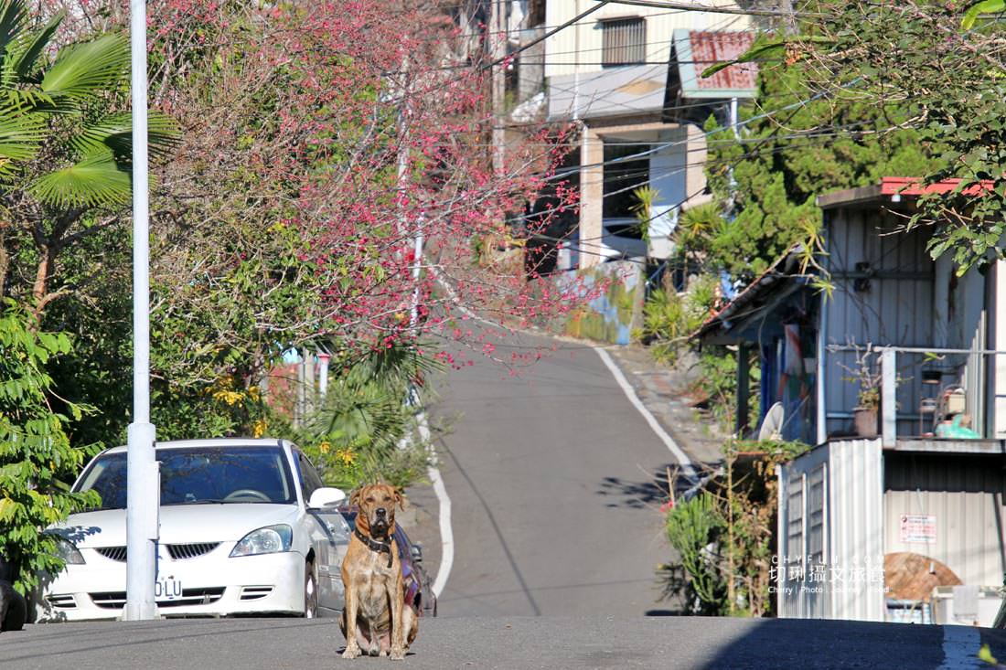 嘉義｜阿里山樂野部落住宿，慕噶納娜民宿乾淨簡潔環境清幽