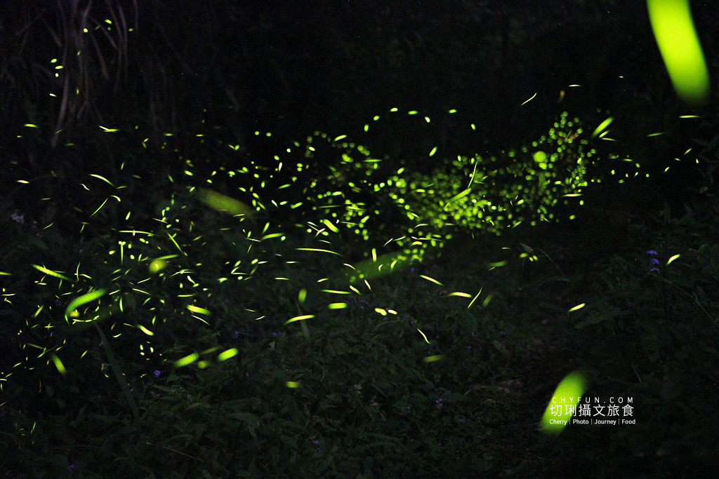 雲林｜草嶺遇見螢火蟲，烘豆彩繪品味在地伙食豐富石壁半日遊