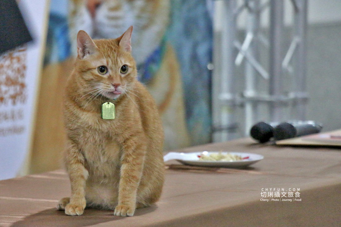 高雄｜高雄捷運鹽埕埔站展出吳毅平喵星人日常，慶蜜柑站長兩歲見面會