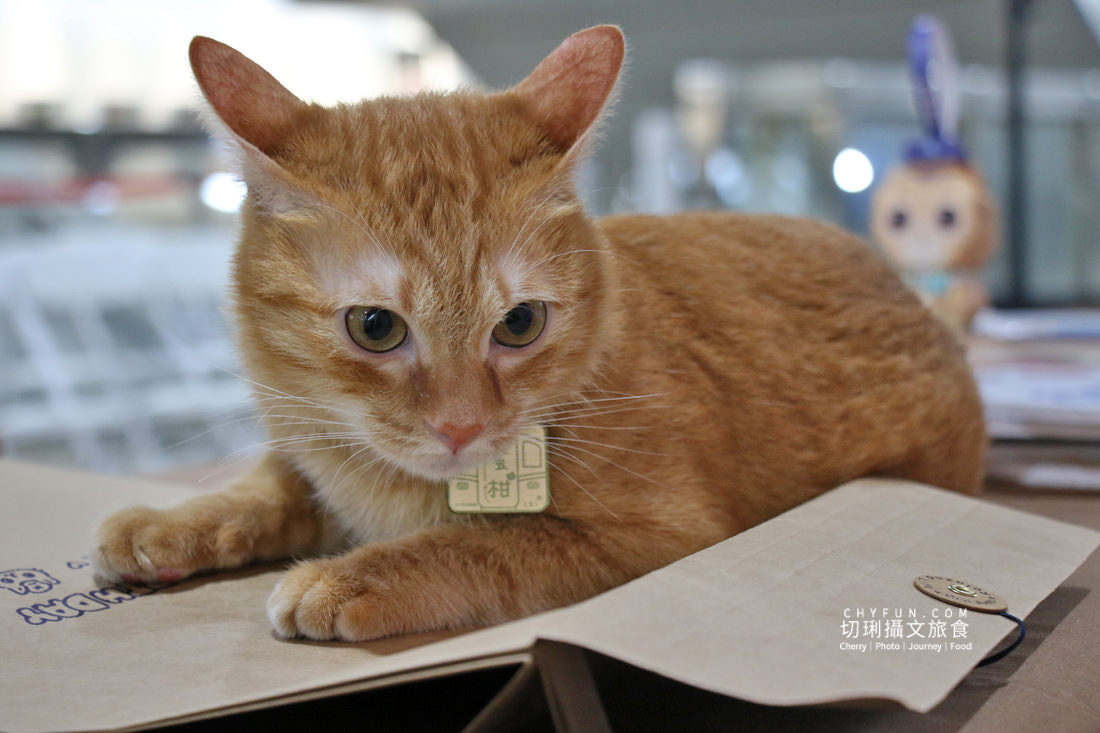 高雄｜高雄捷運鹽埕埔站展出吳毅平喵星人日常，慶蜜柑站長兩歲見面會