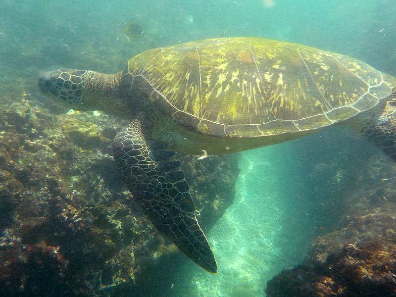 小琉球liuqiu環島浮潛11海龜綠蠵龜