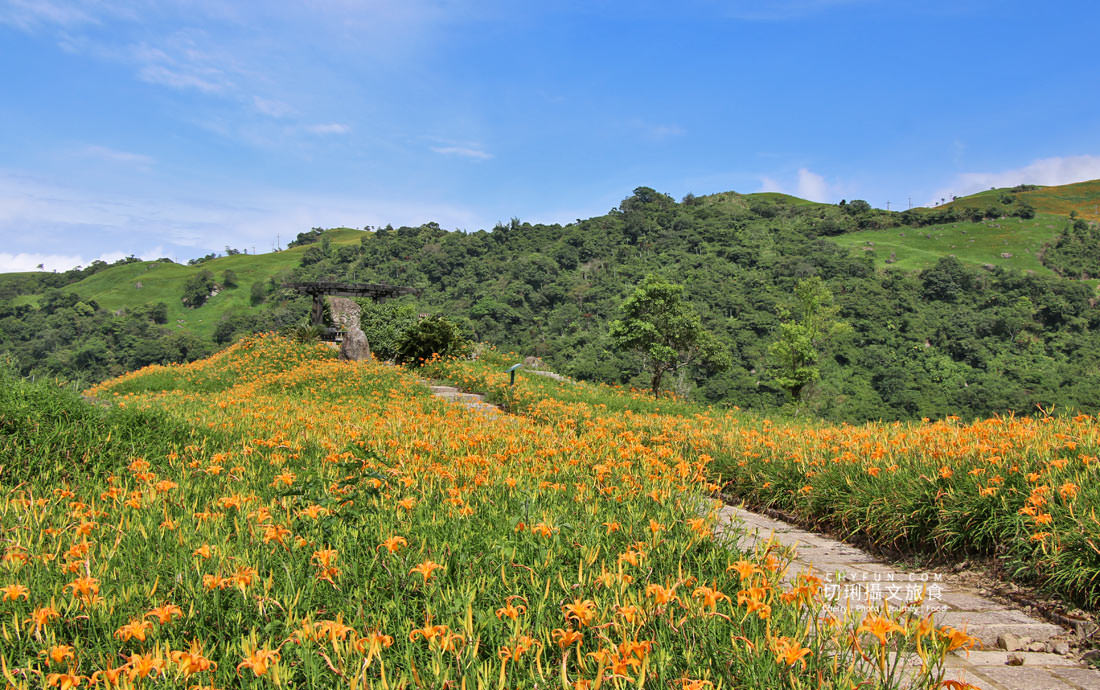 花蓮｜2021金針花季六十石山、赤柯山黃金花毯線上賞齊登場，彙整交通／時間／景點／住宿相關資訊