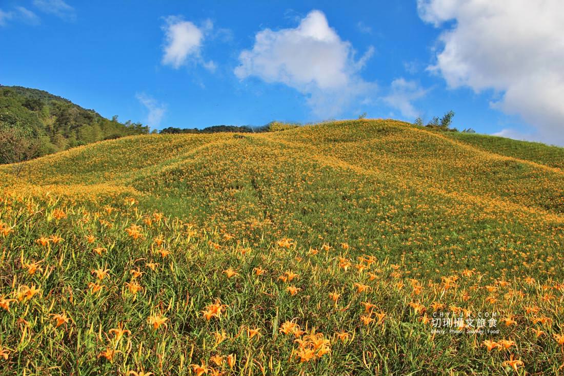 花蓮｜2021金針花季六十石山、赤柯山黃金花毯線上賞齊登場，彙整交通／時間／景點／住宿相關資訊
