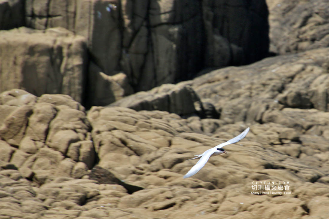 澎湖|世界海洋日來去吉貝白色淨灘,午後夢幻目斗嶼無痕餐食 - 第32張圖 澎湖|世界海洋日來去吉貝白色淨灘,午後夢幻目斗嶼無痕餐食